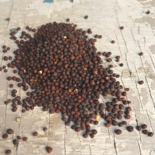 Nasiona gorczycy czarnej (Azja, Europa) - 30g